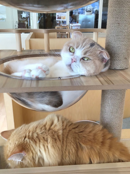 🐈新しいキャットタワー✨