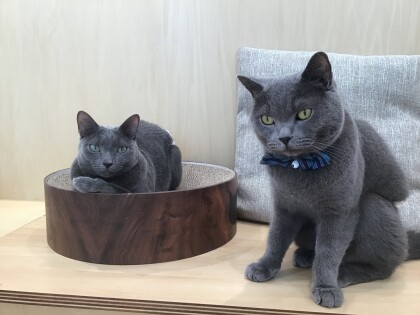 毛色が一緒な二頭🐈‍⬛🩵