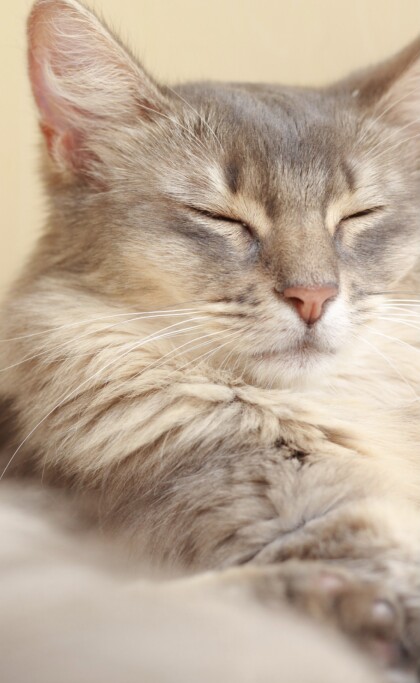 そらりちゃんのお昼寝タイム