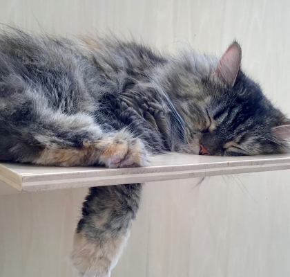 穴から可愛い寝顔💤
