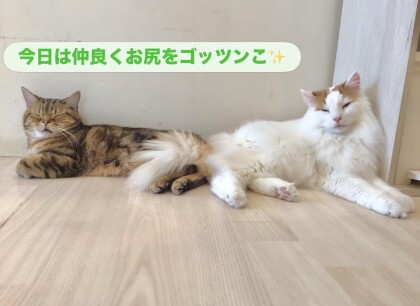 トラくん🐯×ライガくん🐱