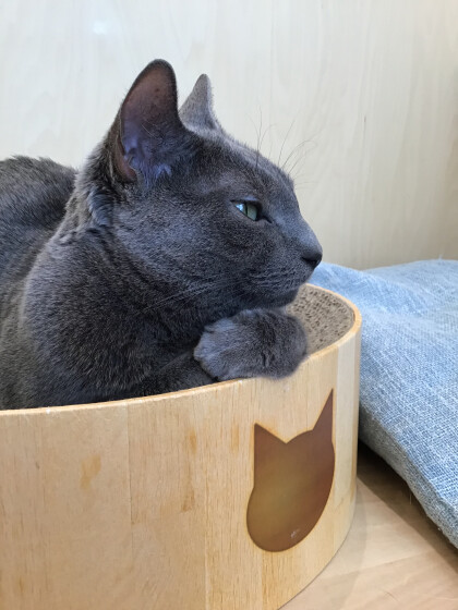 クールなネコちゃん🐈⬛