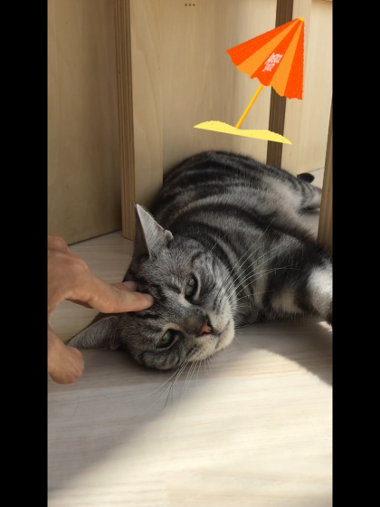 日陰も好きです👀
