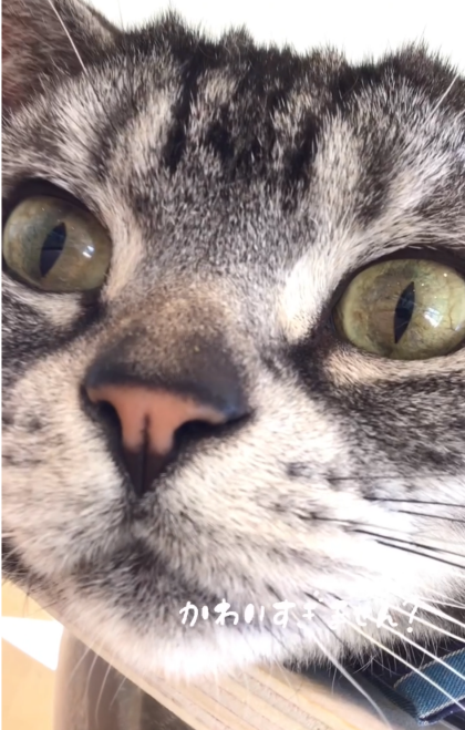 ドアップエド
