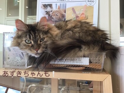 おやつも狭いところも私のだにゃ！