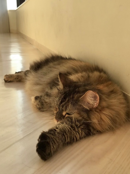 暑いにゃ