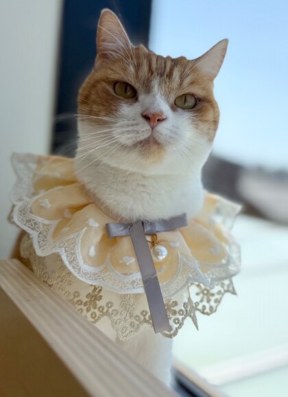 5/3はももすけくんのお誕生日🎂🎊
