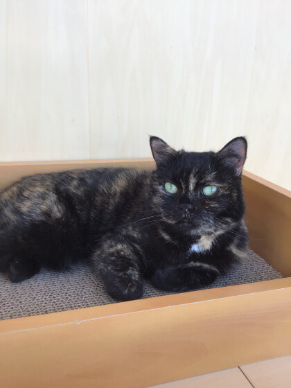 黒と茶色のかわいいネコちゃん🐾