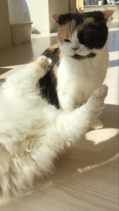 こたつの毛繕い