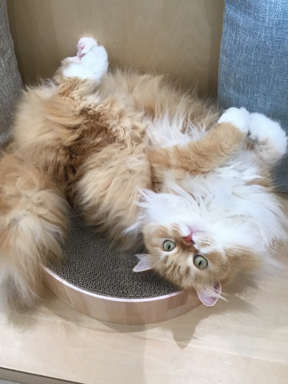 へそ天✨桜太郎くん🐈