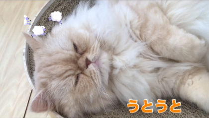 うとうとうに君