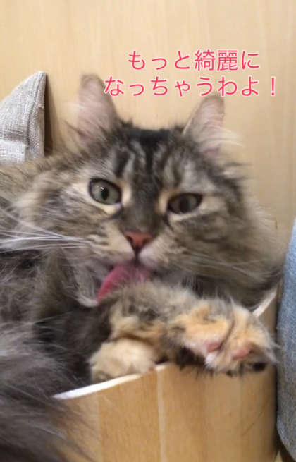 毎日欠かせないわ！