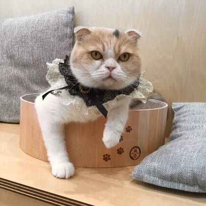 あんずちゃん9才を迎えました🎉