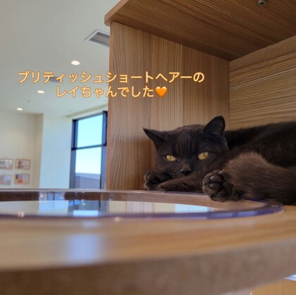 もちもちふわふわレイちゃん