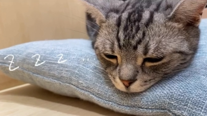 ねむいにゃ〜💤