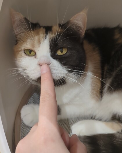 こたつちゃん💓