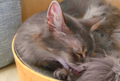 そらりちゃん🐈