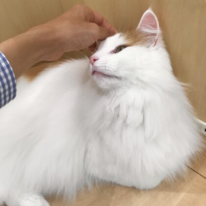 食いしん坊のライガくん💞