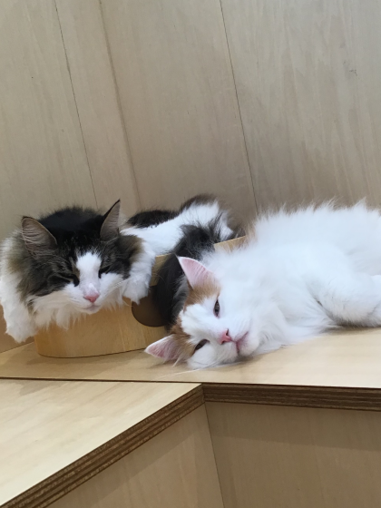 ノルウェージャンズ♡
