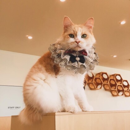 ティラくんお誕生日おめでとう🥳