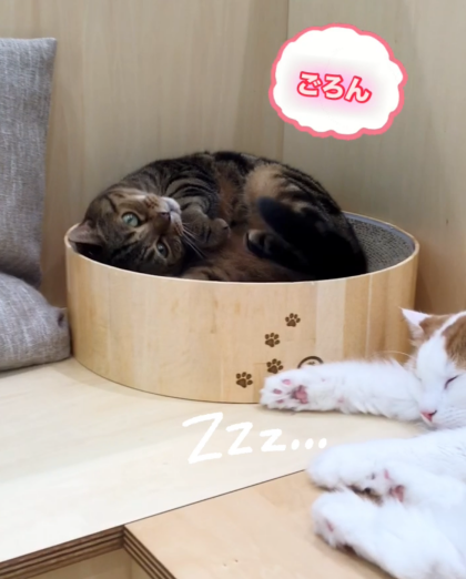 ゆったりライガくん&マロンくん😺☀️
