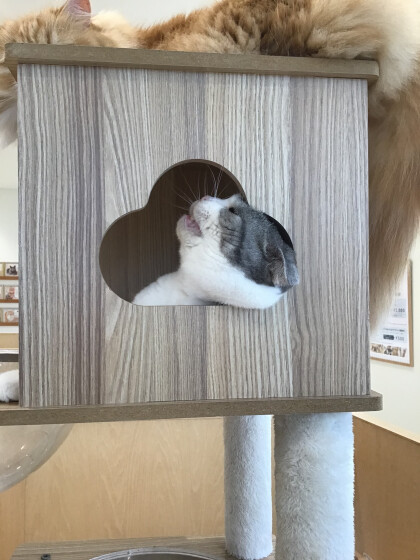 やっぱりキャットタワーが1番☝️