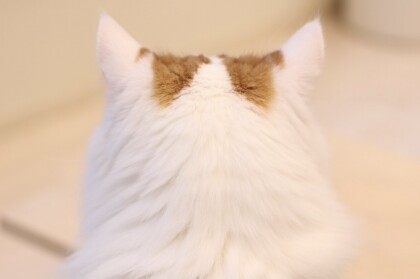 ライガくんは魅力的🩷