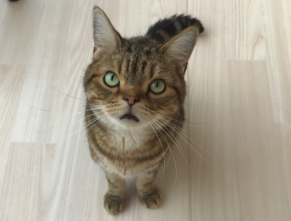 甘々なトラくん🐯