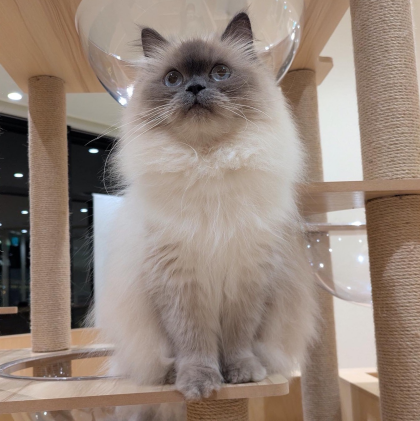 ふわふわベリーちゃん🫐