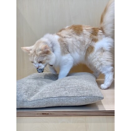 ネコシャカボールが大好き💞
