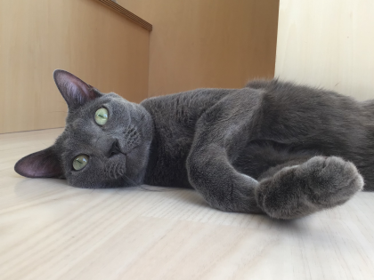 田吾作くんのリラックスタイム🐾