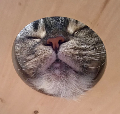 穴から可愛い寝顔💤
