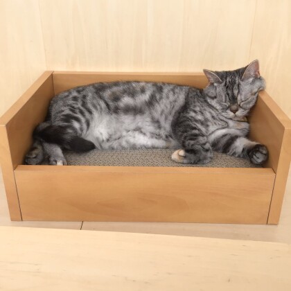 気づいてます🐱