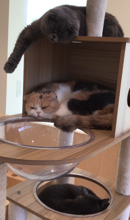 大人気キャットタワー😺