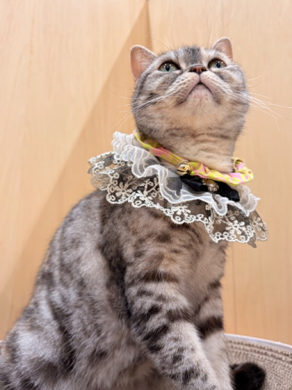 🎂4/29はニコちゃんのお誕生日💐