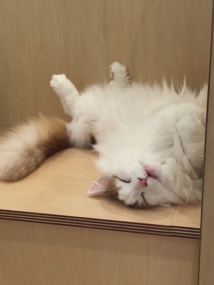 へそ天ライガ🥱💤