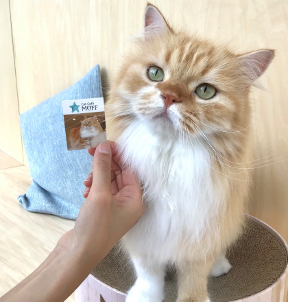ネコちゃんステッカー配布中🐱🩷