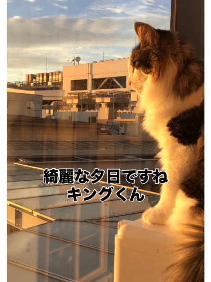 素敵な景色をネコちゃんと✨