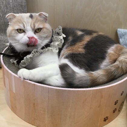 あんずちゃん9才を迎えました🎉