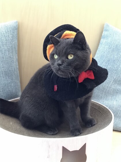 ハロウィンイベント開催中🎃