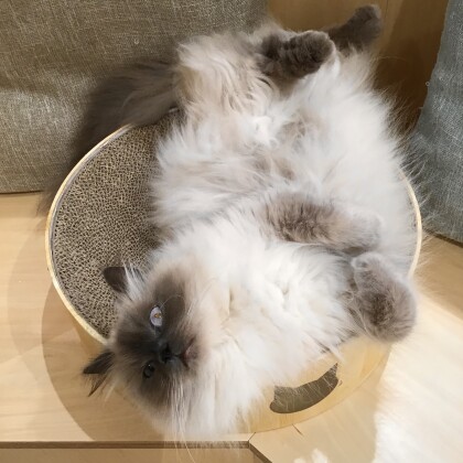 一気見！