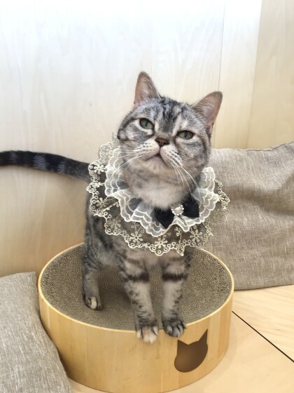 にこちゃんが6才を迎えました🥳