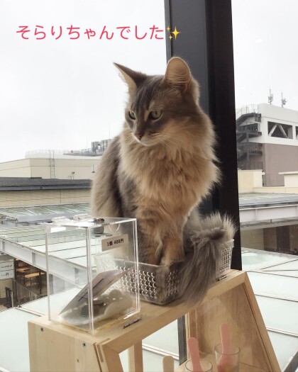 おやつも狭いところも私のだにゃ！