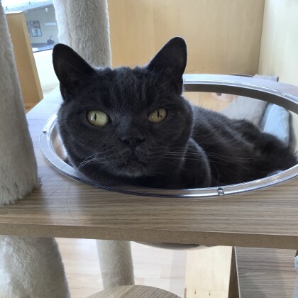 私は誰でしょう🐈‍⬛