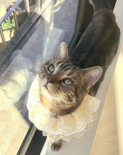 ✨本日、こまりちゃんの誕生日😌🎂