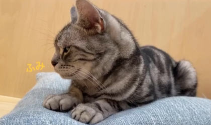 ねむいにゃ〜💤