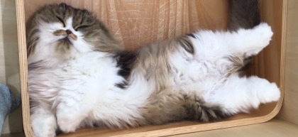 どんな夢を見てるのかな？