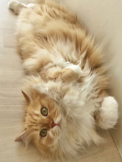 🌻夏休み料金について🐈