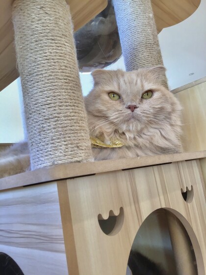 狭いところが好き〜😺