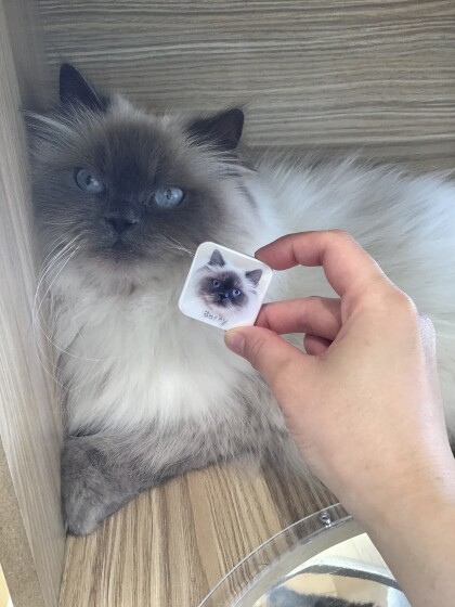 🐱缶バッチSPが新しくなりました✨